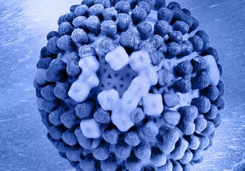 Influenza viruses