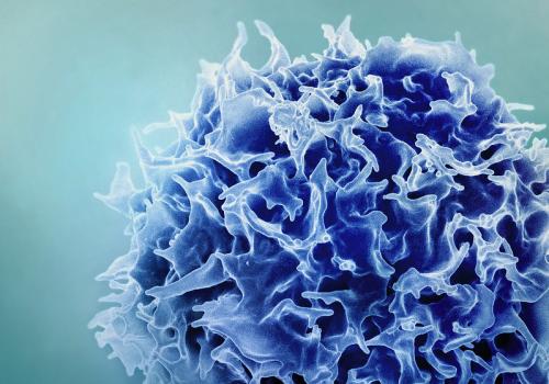 T cell