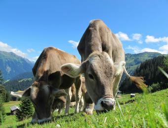 Cattle in a field