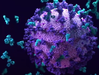 An influenza virus surrounded by antibodies