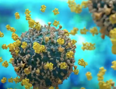 Influenza viruses