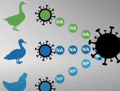 Poultry are shown connected by mutations in smaller viruses to a larger virus